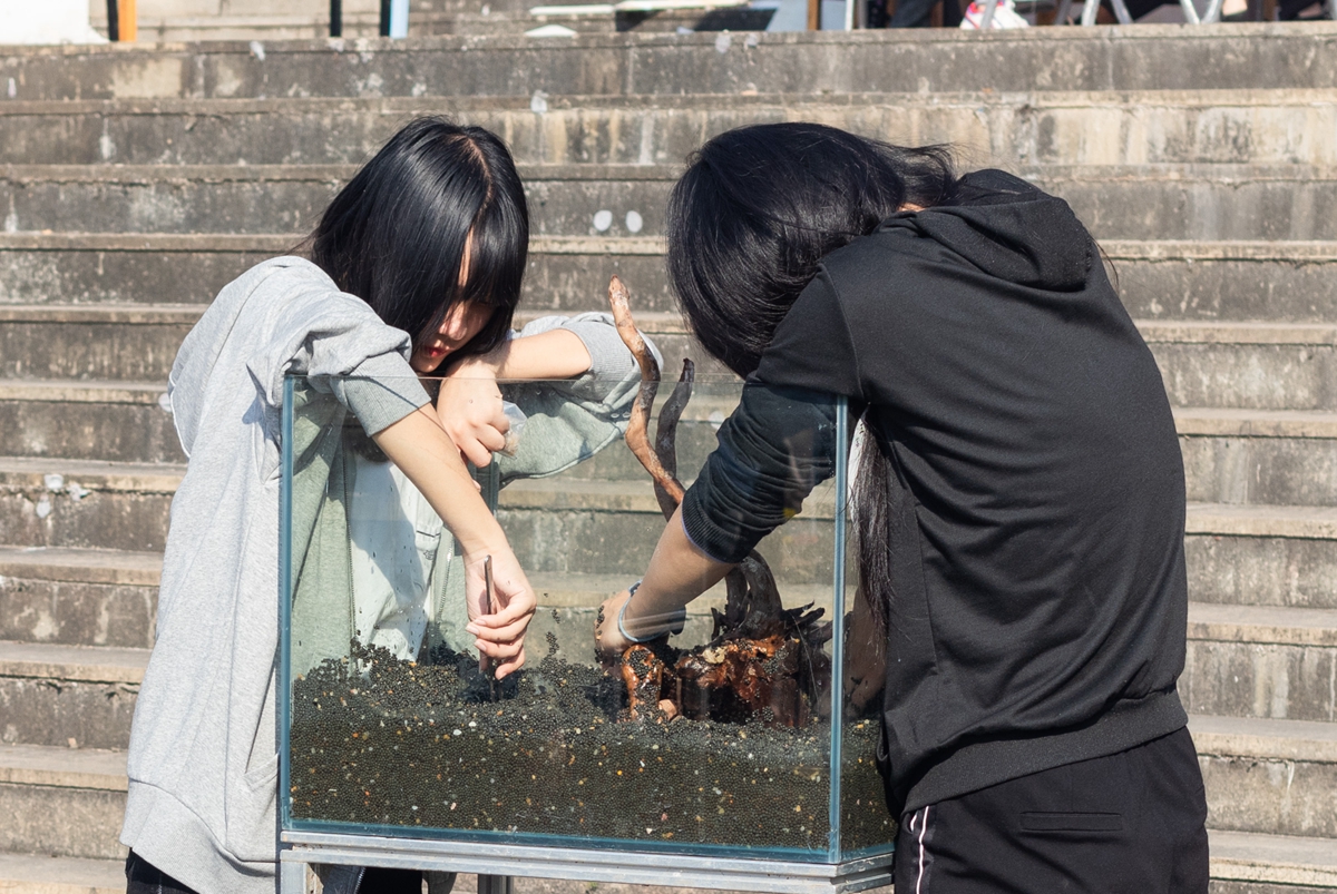 爱游戏ayx中国官方网站同学共同协作进行水族造景大赛(学通社记者 吴奕彤 摄) 爱游戏ayx中国官方网站同学共同协作进行水族造景大赛(学通社记者 吴奕彤 摄)
